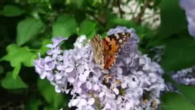 在盛开的<strong>紫薇</strong>花上画了一只美丽的蝴蝶